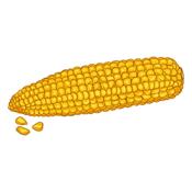 yellow corn cob Penis